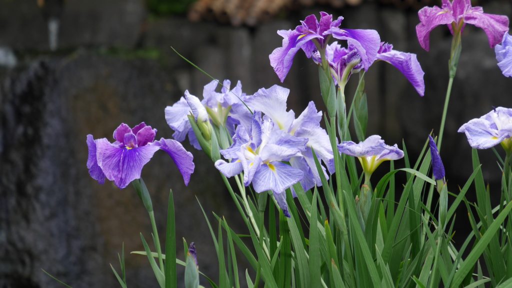 長谷寺の紫色の花