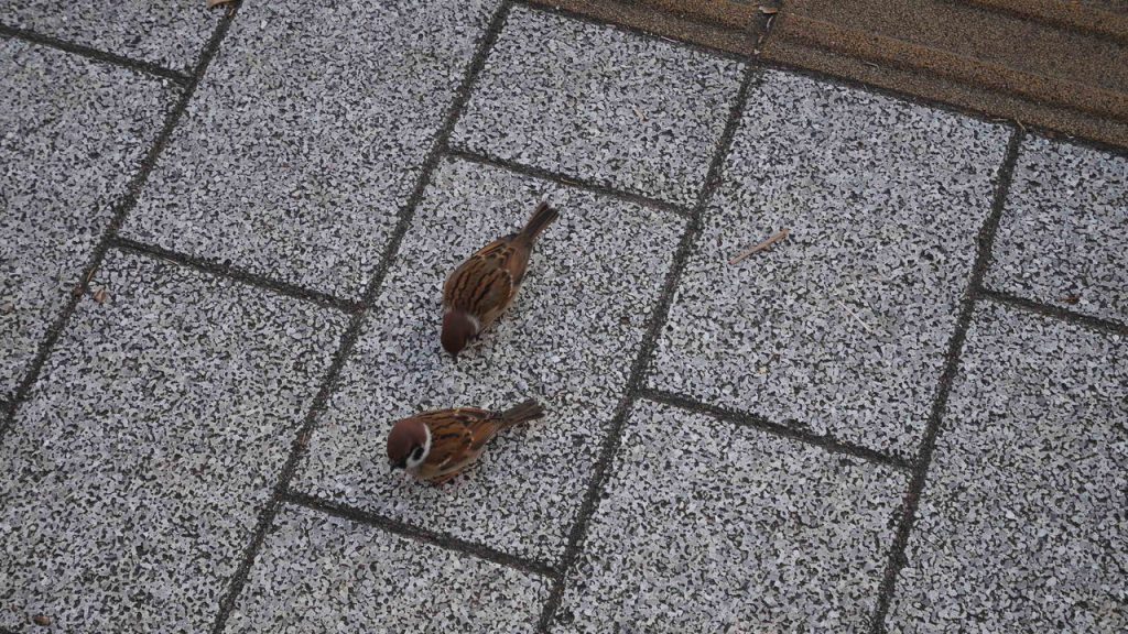 人なつっこいすずめ