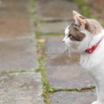 日枝神社の猫